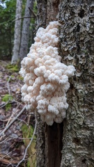 Hericium