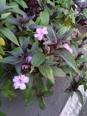 Ruellia jussieuoides