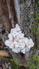 Hericium