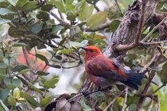 Himatione sanguinea