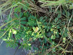 Indigofera suffruticosa