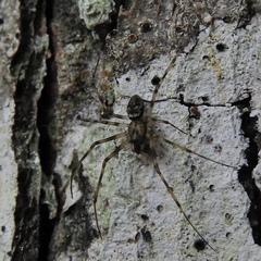 Drapetisca alteranda