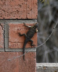 Sceloporus cyanogenys