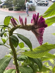 Celosia
