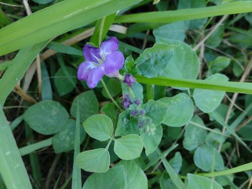 Asystasia gangetica