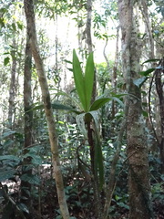 Dypsis pulchella