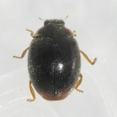 Scymnus rubricaudus