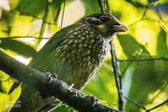 Ailuroedus maculosus