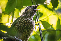 Ailuroedus maculosus