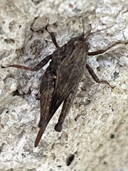 Tettigidea