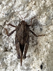 Tettigidea