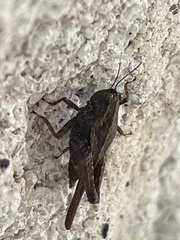 Tettigidea