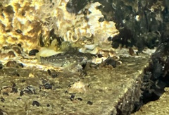 Clinocottus acuticeps