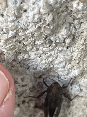 Tettigidea