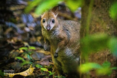 Thylogale stigmatica