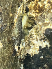 Clinocottus acuticeps