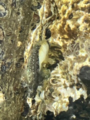 Clinocottus acuticeps