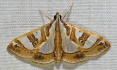 Glyphodes pyloalis