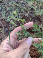 Stylosanthes viscosa