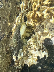 Clinocottus acuticeps