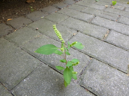 Elsholtzia pseudocristata iNat (2)