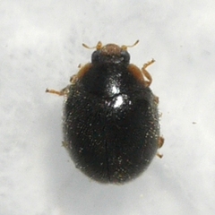 Scymnus rubricaudus