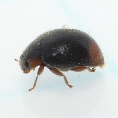 Scymnus rubricaudus