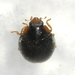 Scymnus rubricaudus