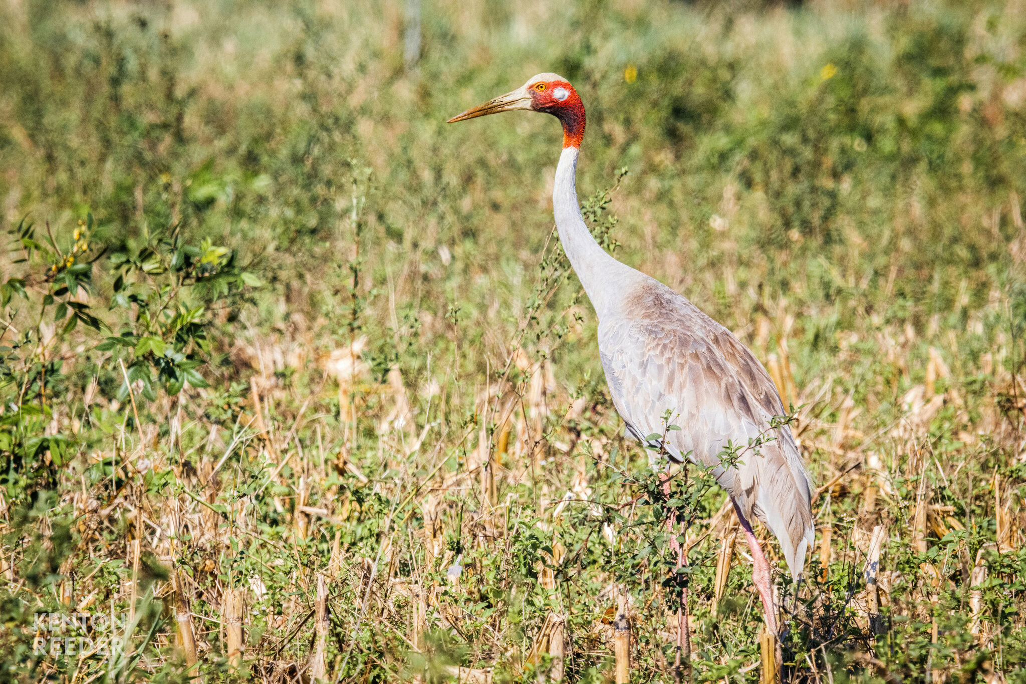 Sarus crane - Wikipedia