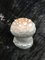 Hemipholiota