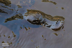 Ornithorhynchus anatinus