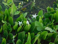 Jaborosa integrifolia
