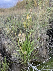 Polypogon monspeliensis