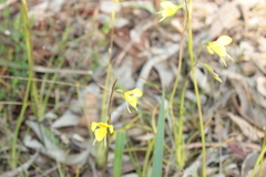 Diuris chryseopsis