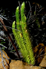 Lateristachys lateralis