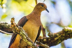 Macropygia phasianella
