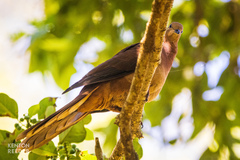 Macropygia phasianella