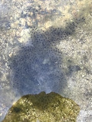 Lithobates yavapaiensis