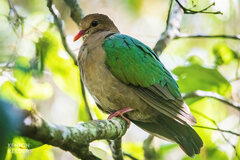 Chalcophaps longirostris