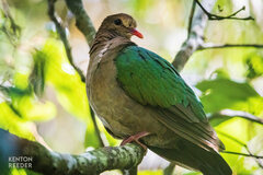 Chalcophaps longirostris