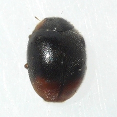 Scymnus rubricaudus