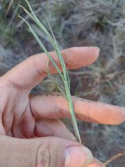 Bothriochloa pertusa
