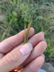 Bothriochloa pertusa