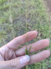 Urochloa subquadripara