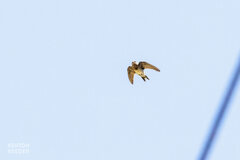 Aerodramus terraereginae