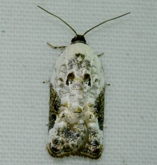 Acleris nivisellana