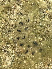 Lithobates yavapaiensis