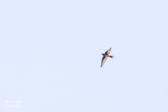 Aerodramus terraereginae