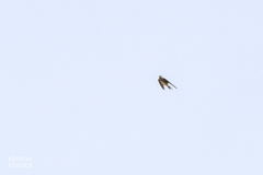 Aerodramus terraereginae