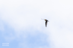 Aerodramus terraereginae